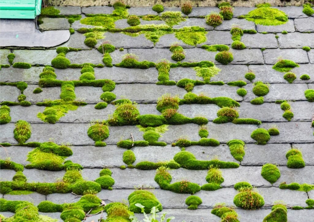 Photo d'une toiture recouverte de mousses végétales.